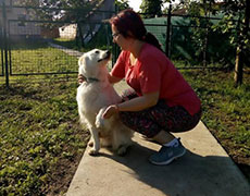 Cuvanje pasa Novi Sad