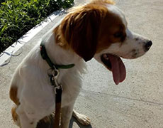 Pansion za pse Novi Sad