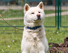 Pansion za pse Novi Sad