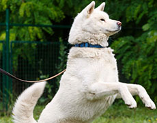 Cuvanje pasa Novi Sad