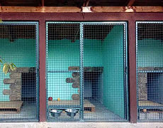 Pansion za pse Novi Sad