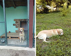 Pansion za pse Novi Sad