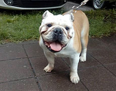 Cuvanje i briga o psima