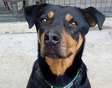 Pansion za pse Novi Sad