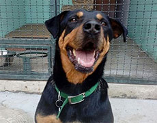 Cuvanje pasa Novi Sad