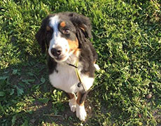 Cuvanje pasa Novi Sad