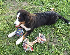 Pansion za pse Novi Sad